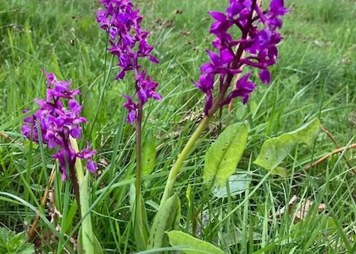 Rural Vosges, 6 Pers., Wifi, Parking, Velos Bienvenue - Fr-1-589-760 * Fresse-sur-Moselle